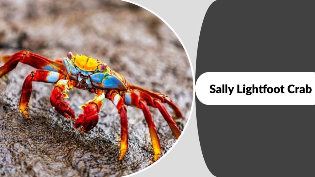 Sally Lightfoot Crab
