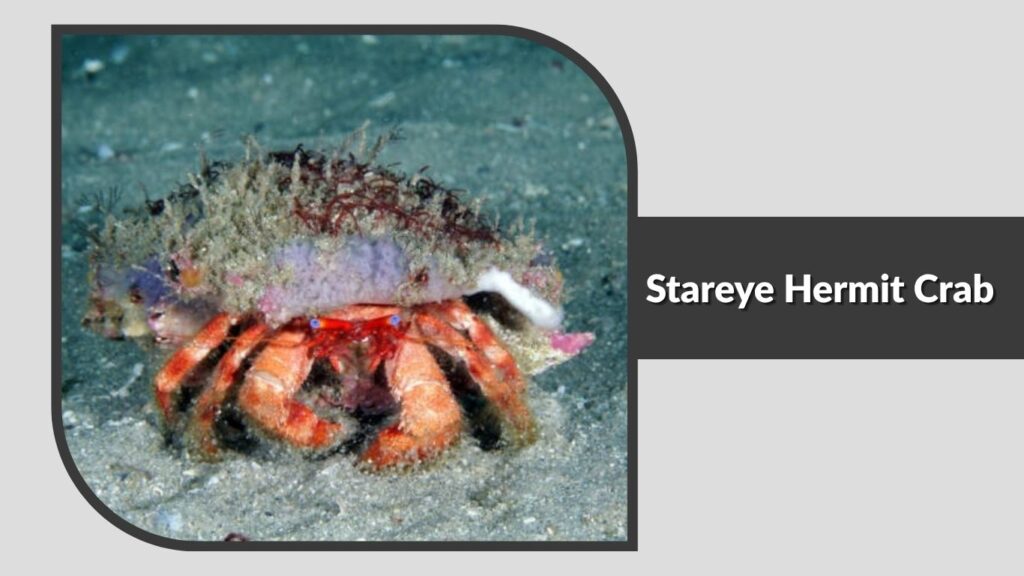 Stareye Hermit Crab
