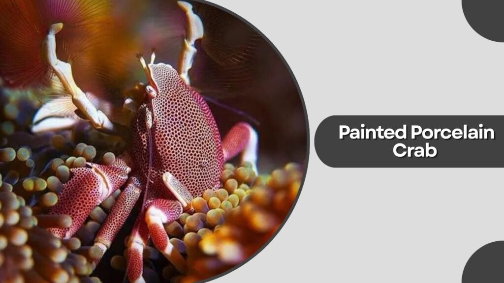 Painted Porcelain Crab (Porcellanella picta)
