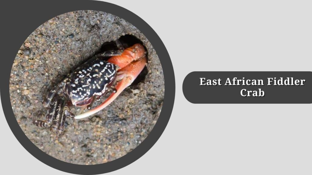 East African Fiddler Crab
