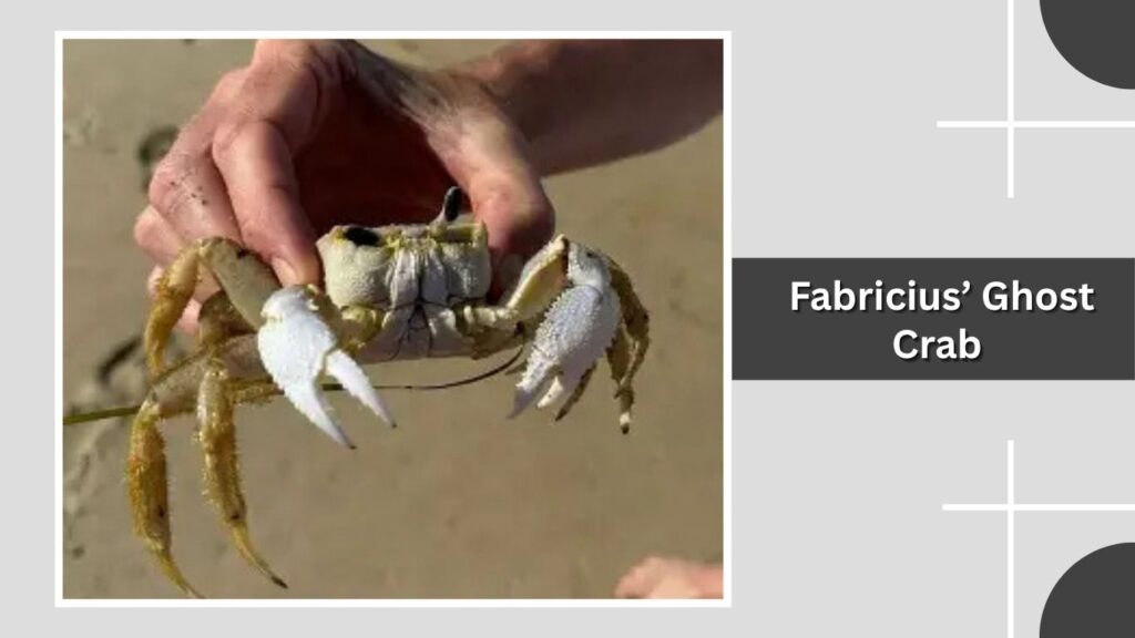 Fabricius’ Ghost Crab