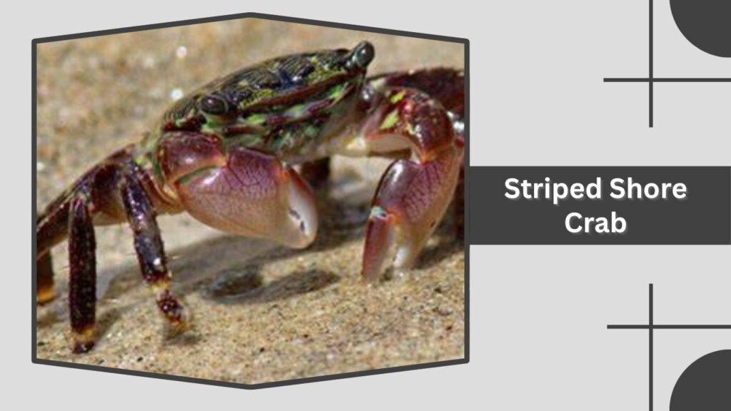 Striped Shore Crab