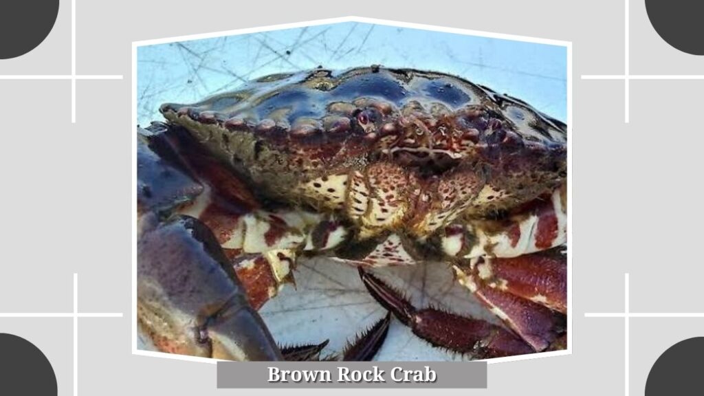 Brown Rock Crab