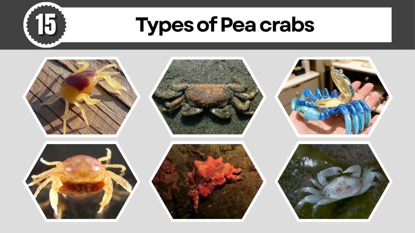 15 Types of Pea Crabs: Identification, Habitat with Pictures