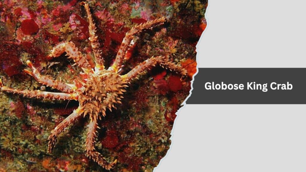 Globose King Crab