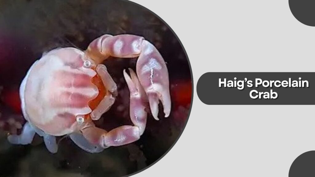 14. Haig’s Porcelain Crab (Porcellanella haigae)