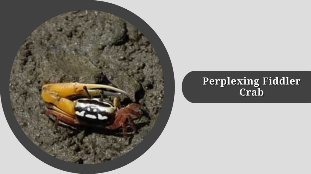 Perplexing Fiddler Crab