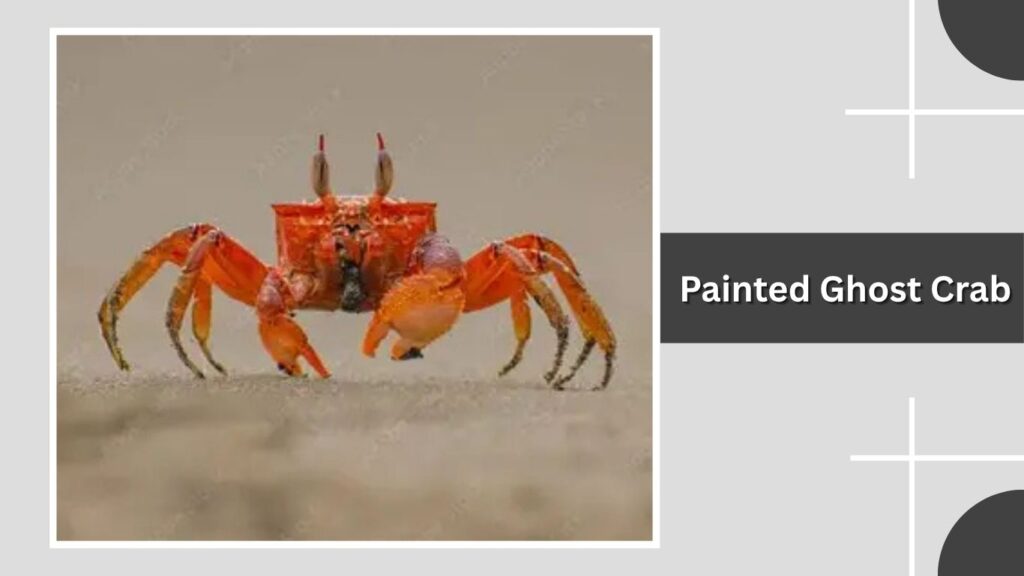 Painted Ghost Crab