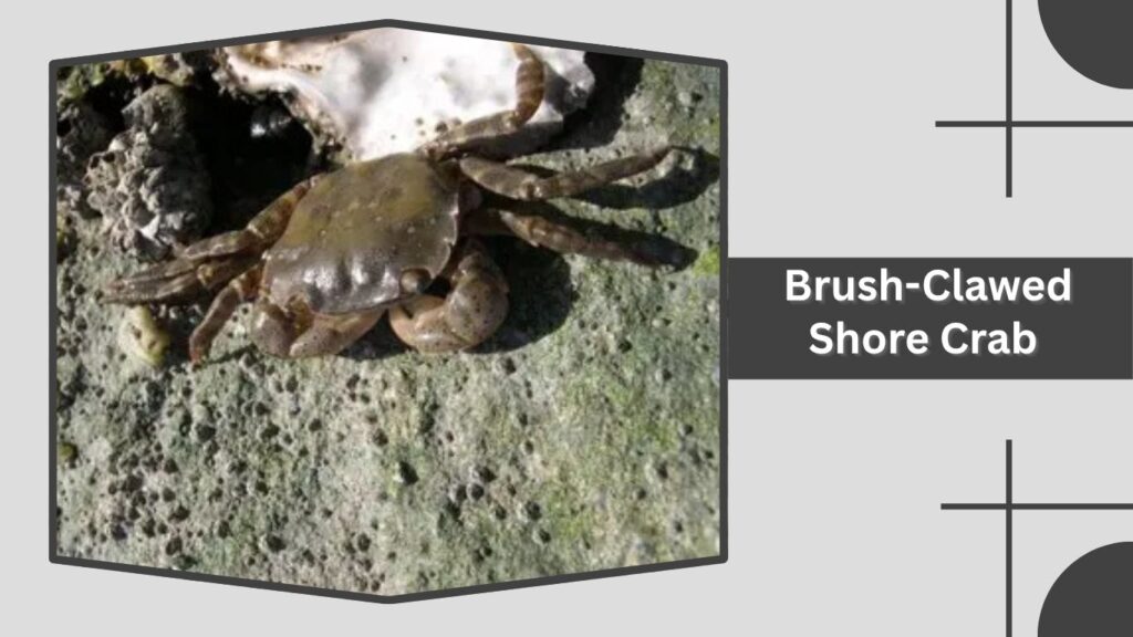 Brush-Clawed Shore Crab