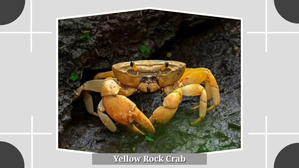 Brown Rock Crab