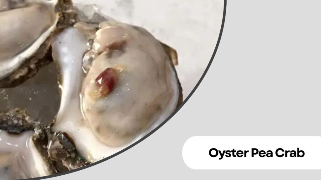 Oyster Pea Crab