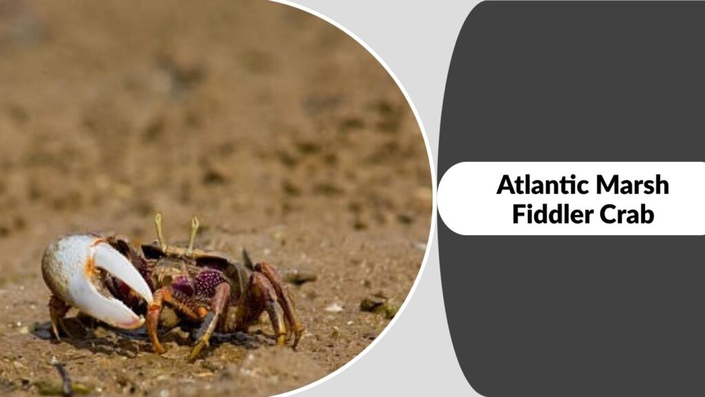 Atlantic Marsh Fiddler Crab