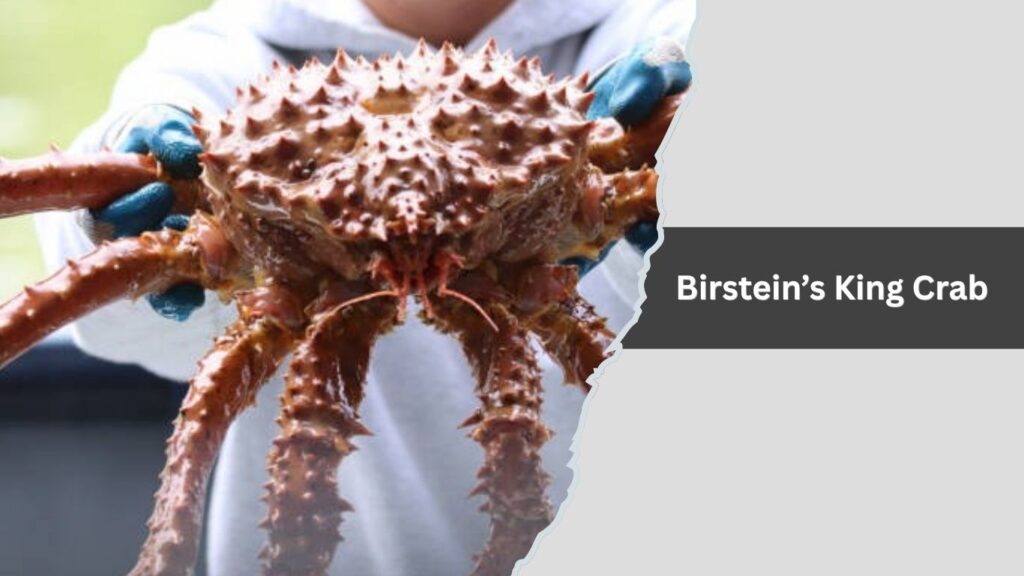 Birstein’s King Crab