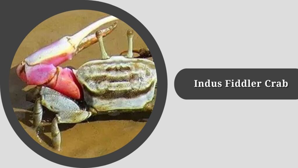 Indus Fiddler Crab