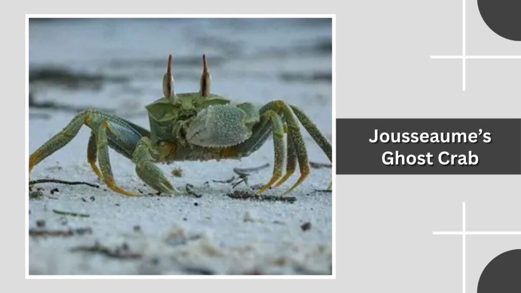 Jousseaume’s Ghost Crab