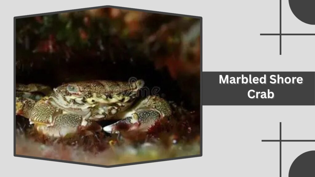 Marbled Shore Crab
