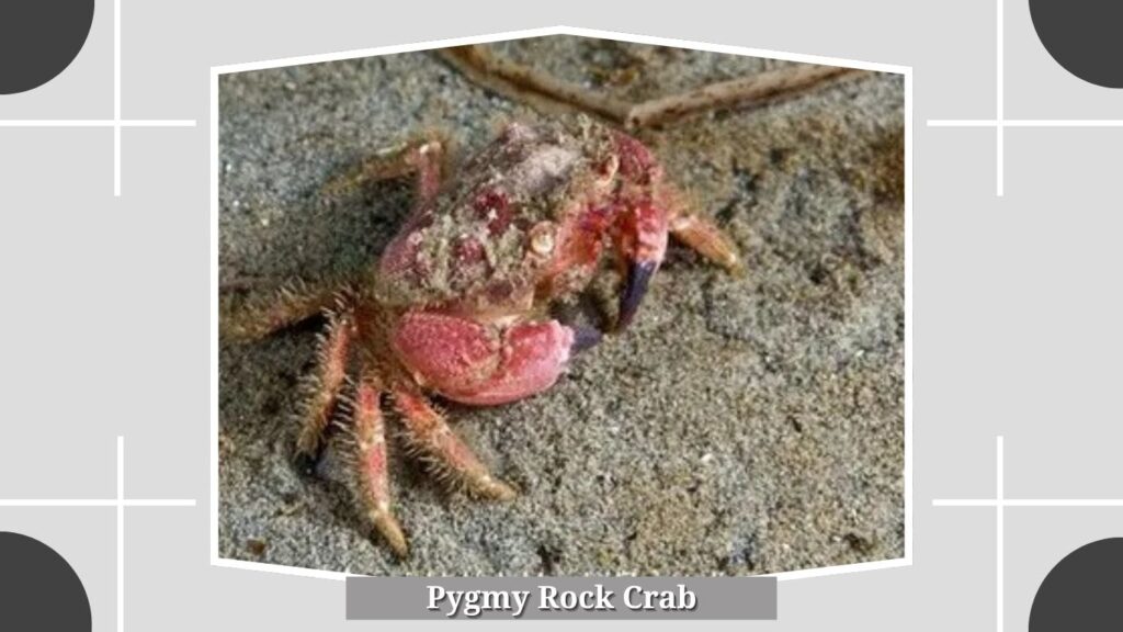 Pygmy Rock Crab