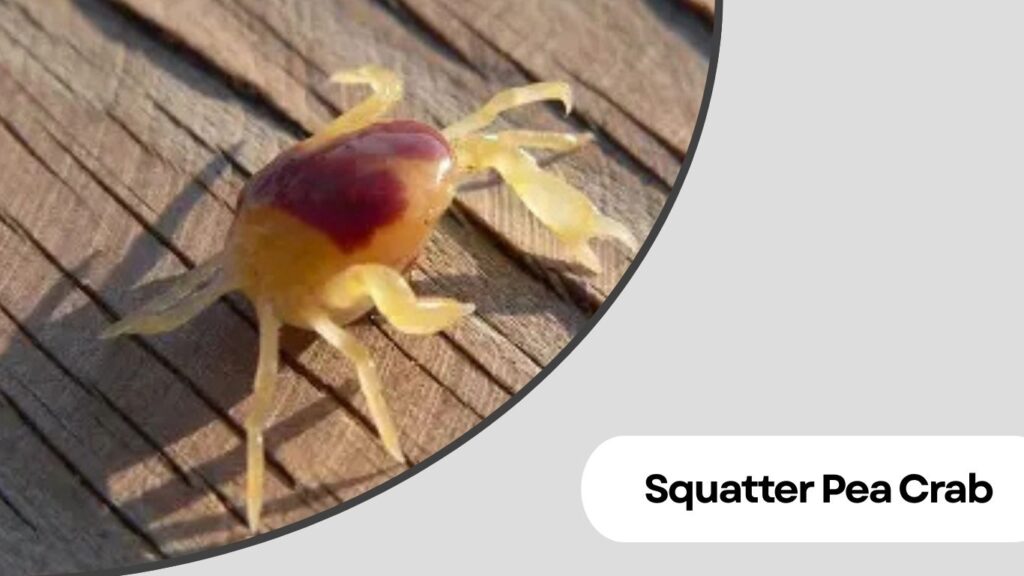 Squatter Pea Crab