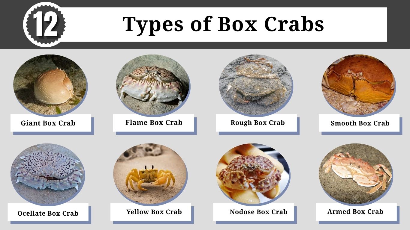 12 Types of Box Crabs: Identification, Habitat with Pictures