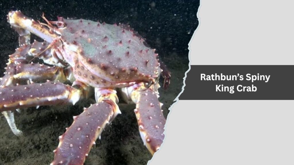 Rathbun’s Spiny King Crab