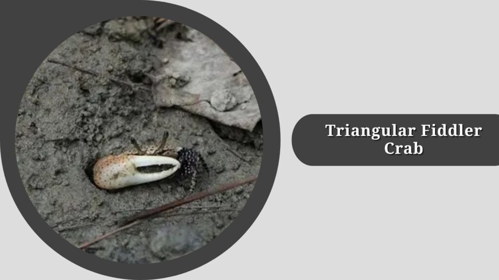 Triangular Fiddler Crab