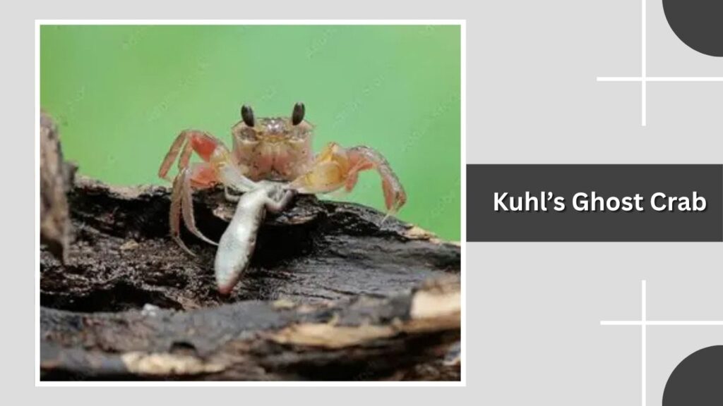 Kuhl’s Ghost Crab