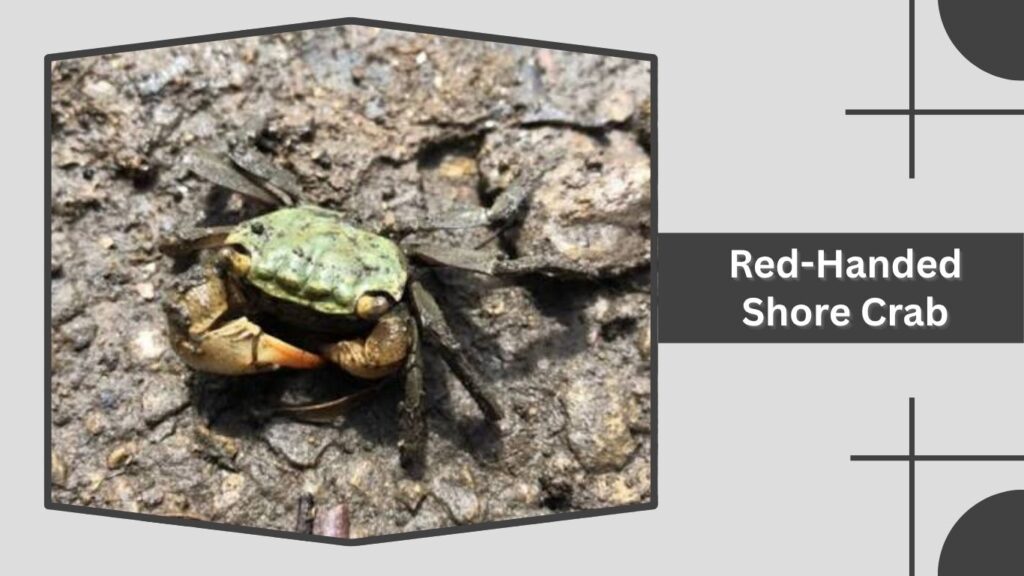 Red-Handed Shore Crab