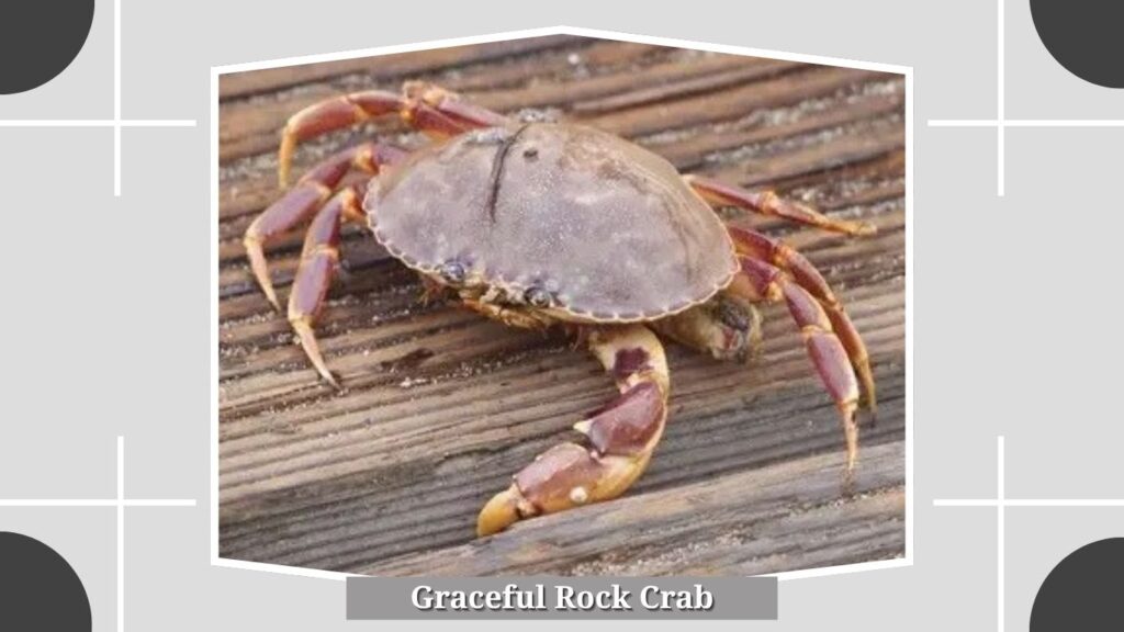 Graceful Rock Crab