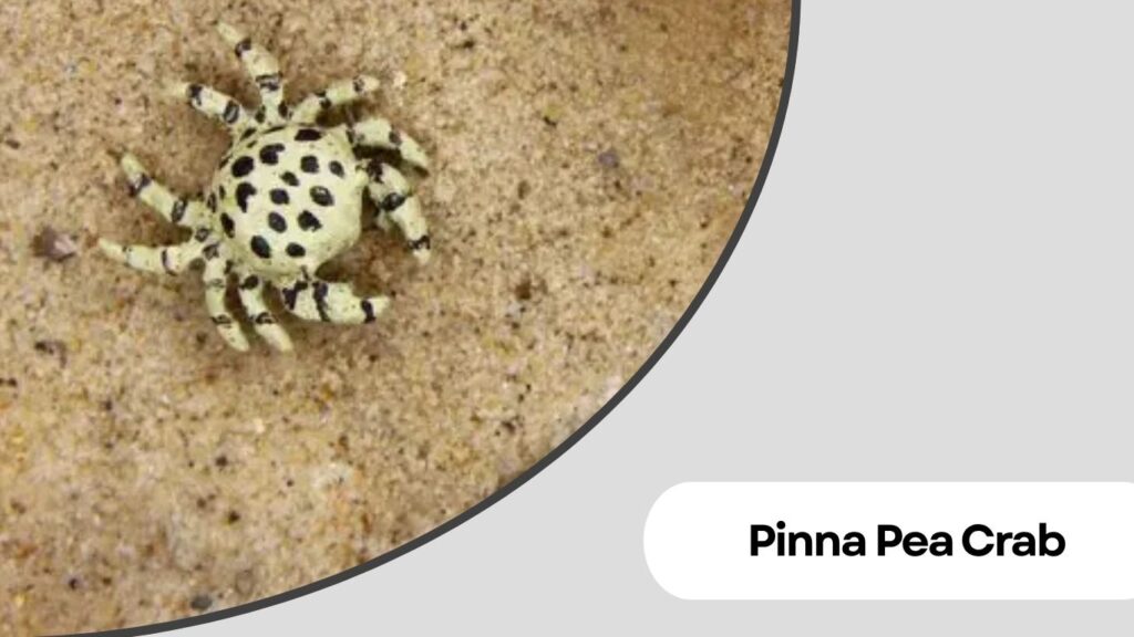 Pinna Pea Crab