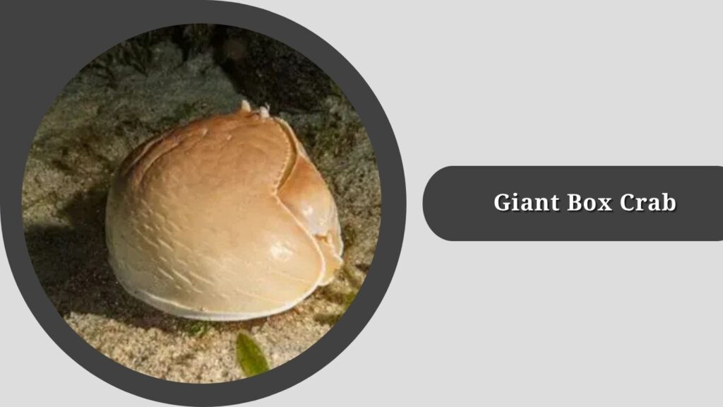 Giant Box Crab