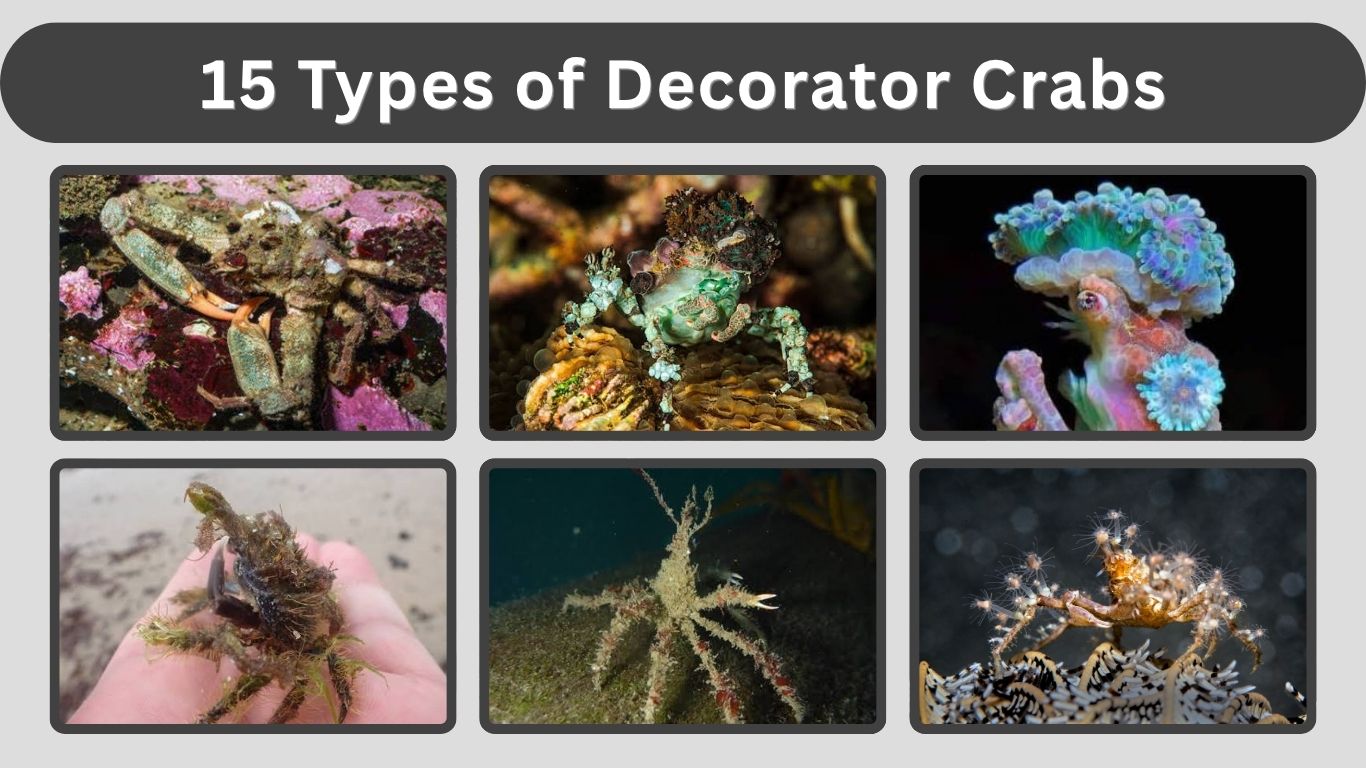 15 Types of Decorator Crabs: Identification, Habitat with Pictures