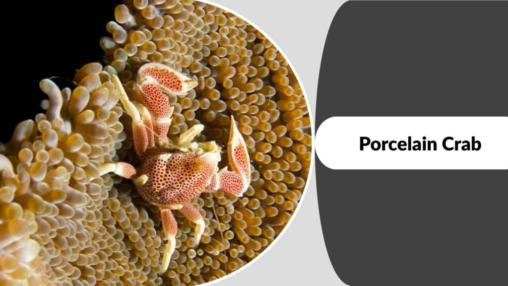 Porcelain Crab