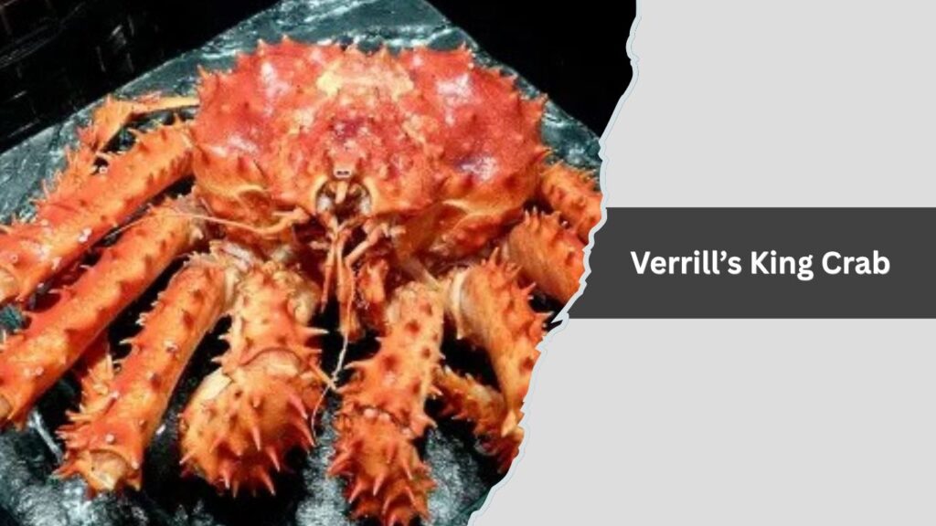 Verrill’s King Crab