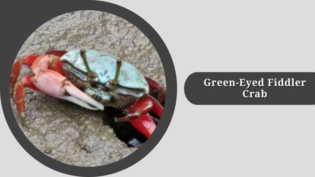 Green-Eyed Fiddler Crab