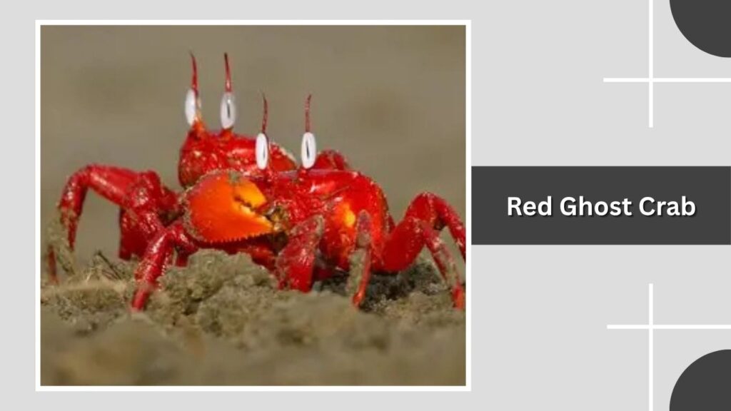 Red Ghost Crab