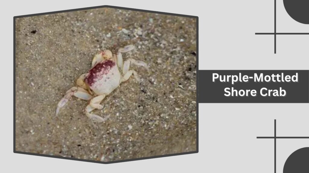 Purple-Mottled Shore Crab