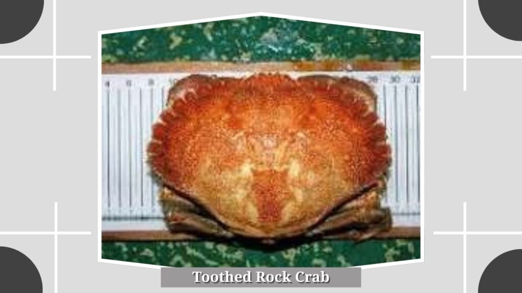 7. Toothed Rock Crab