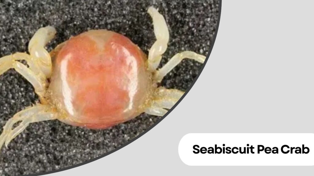 Seabiscuit Pea Crab