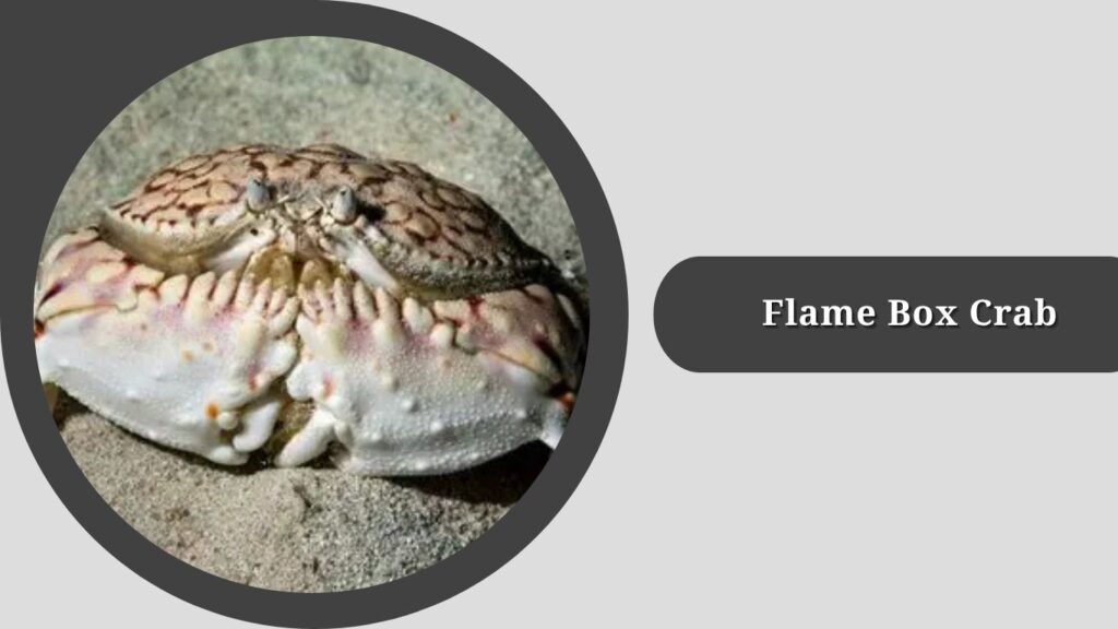 Flame Box Crab