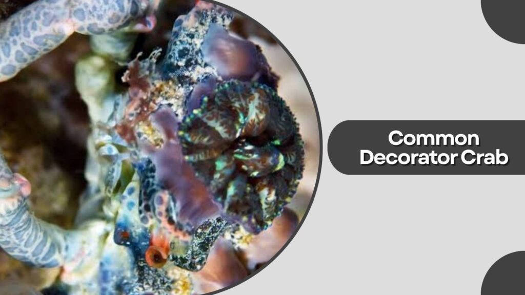 1. Common Decorator Crab