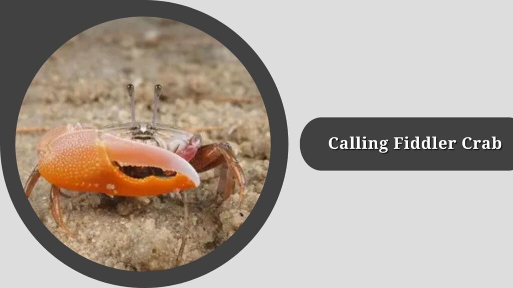 Calling Fiddler Crab