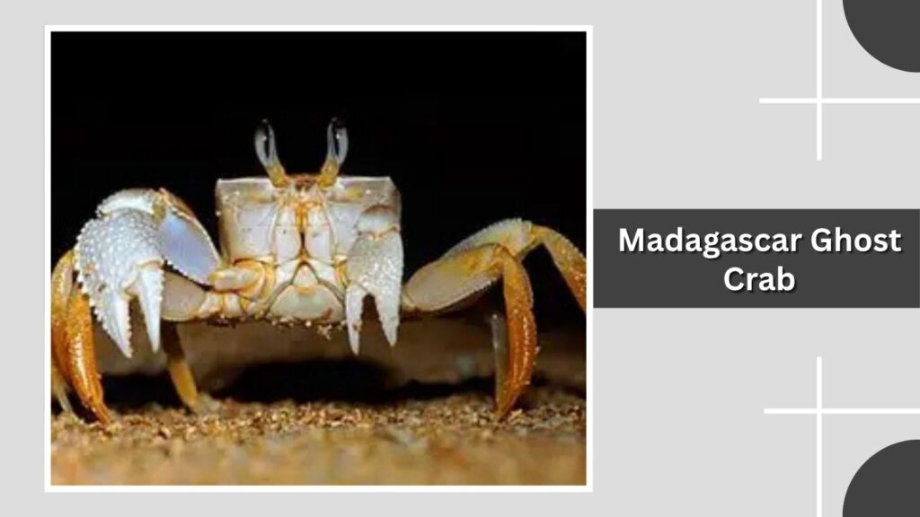 Madagascar Ghost Crab