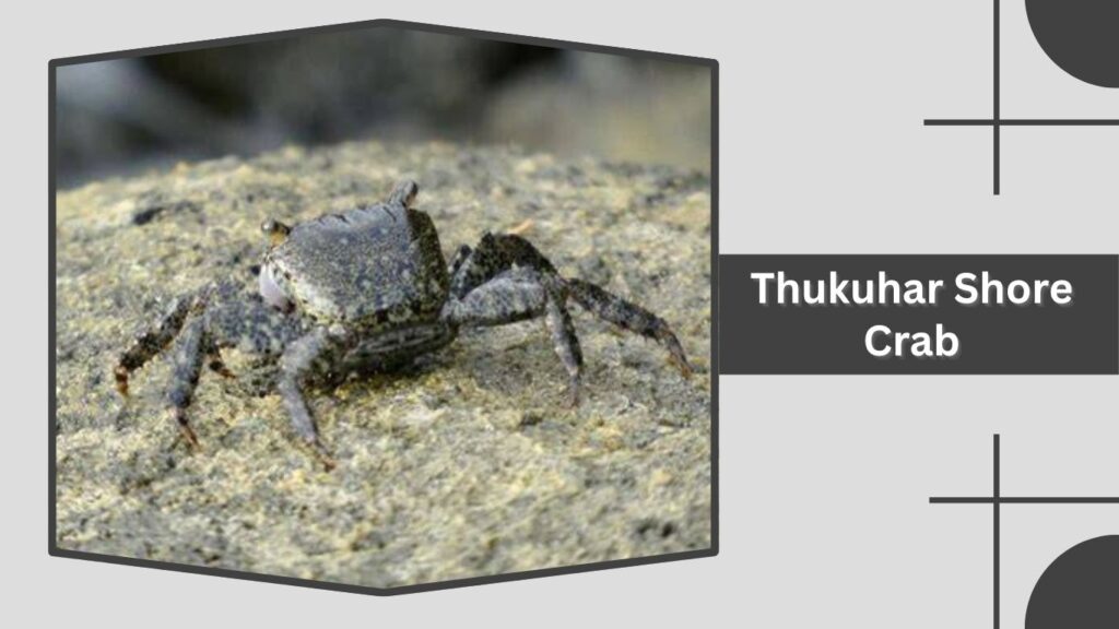 Thukuhar Shore Crab