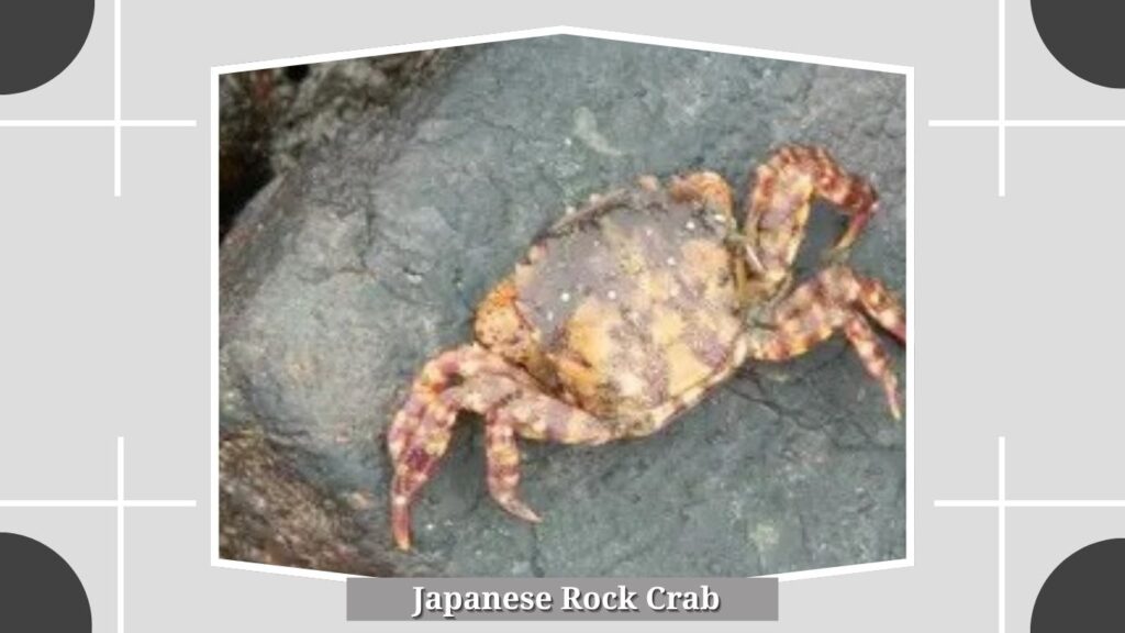 Japanese Rock Crab
