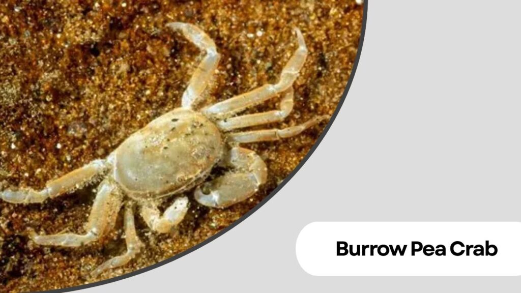 Burrow Pea Crab