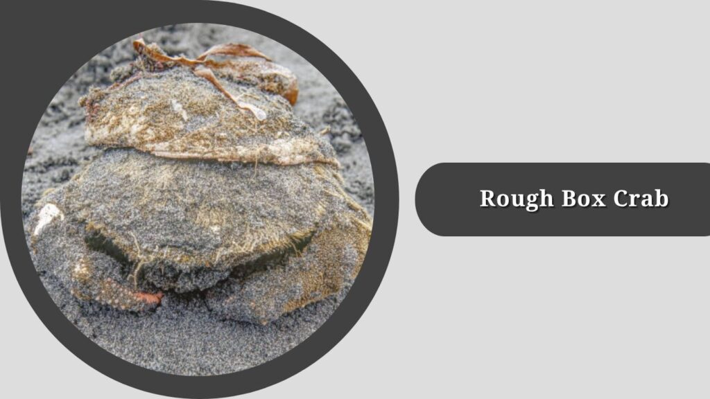 Rough Box Crab