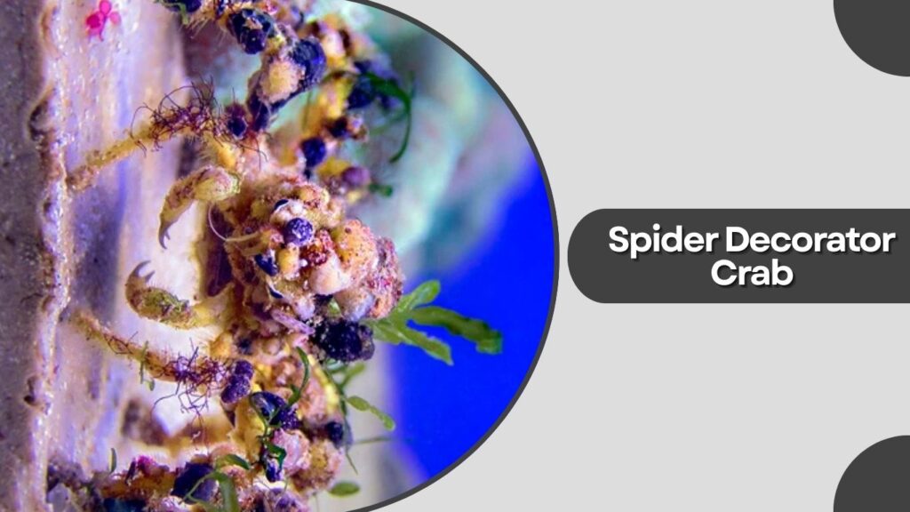 2. Spider Decorator Crab