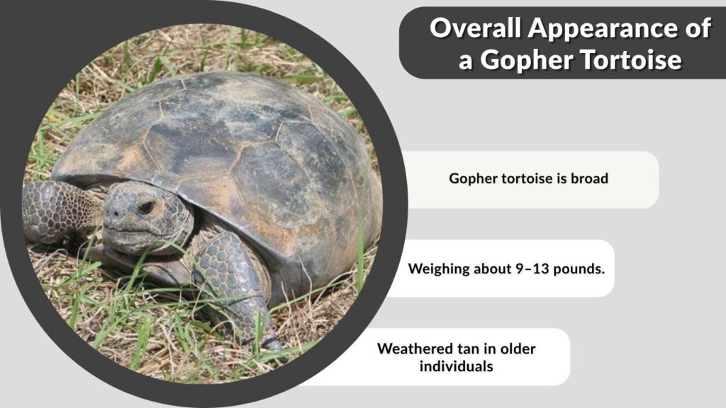 Overall Appearance of a Gopher Tortoise