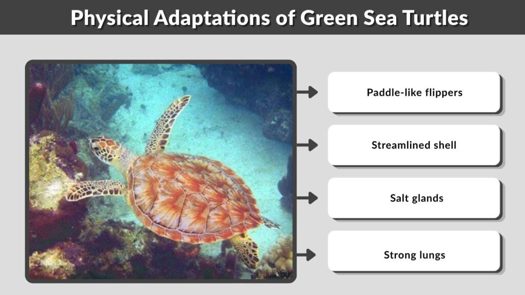 Physical Adaptations of Green Sea Turtles