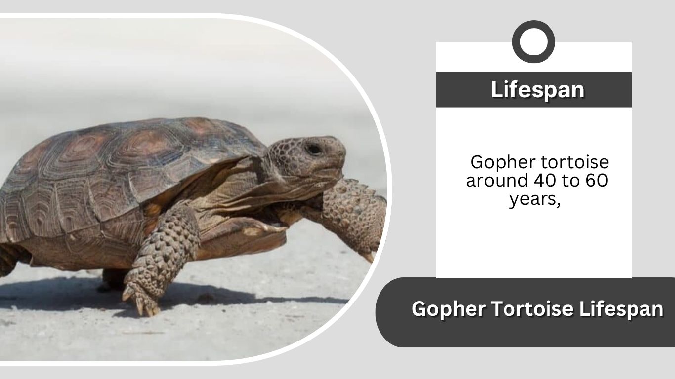 Gopher Tortoise Lifespan: How Long Do They Live?